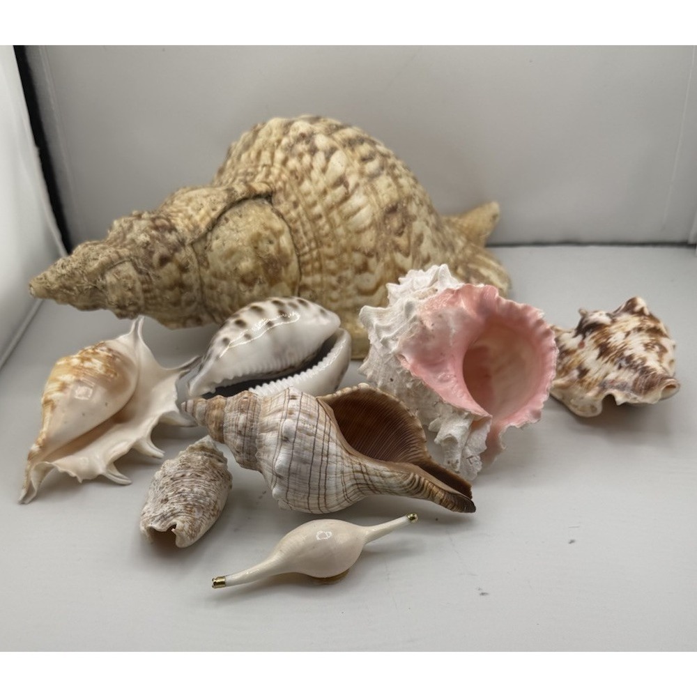 Set Of 8 VTG Estate Sea Shells Inclu. Various Sizes And Types + 10" Conch - Picture 2 of 16